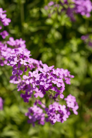 Blooming purple matiola flower in a sunny summer garden