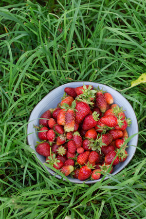 Juicy ripe strawberries in a large gray bowl on the grassの写真素材