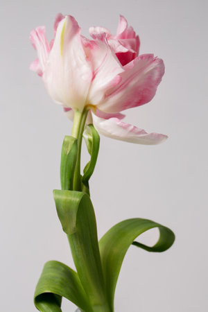 Beautiful terry pink tulip flower on a light backgroundの写真素材