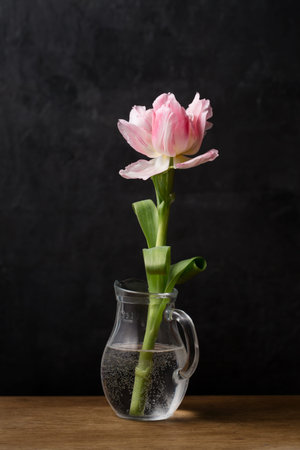 A beautiful terry pink tulip flower in a clear glass jug