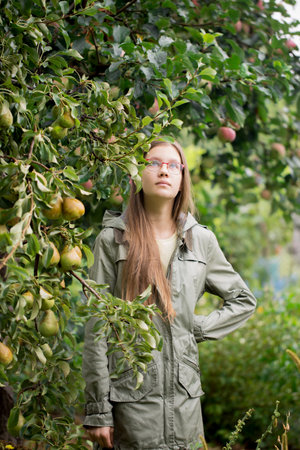 A teenage girl in a green jacket picks ripe pears from a tree in the gardenの写真素材