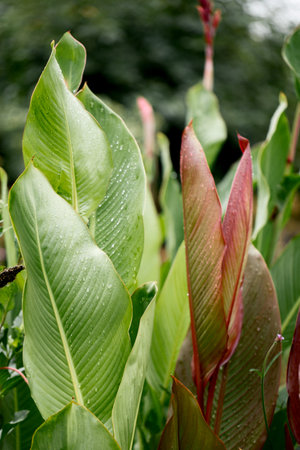 Beautiful large decorative leaves of a canna lilies flower with burgundy veins and with raindrops. Abstract backgroundの写真素材
