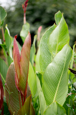 Beautiful large decorative leaves of a canna lilies flower with burgundy veins and with raindrops. Abstract backgroundの写真素材