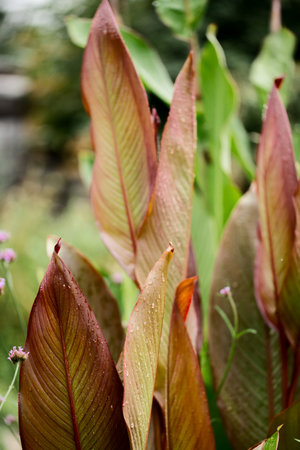 Beautiful large decorative leaves of a canna lilies flower with burgundy veins and with raindrops. Abstract backgroundの写真素材