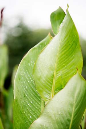 Beautiful large decorative leaves of a canna lilies flower with raindrops. Abstract backgroundの写真素材