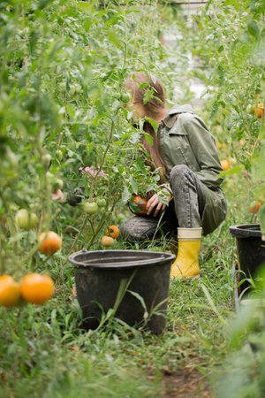 A teenage girl in a green jacket harvests tomatoes in a greenhouseの写真素材
