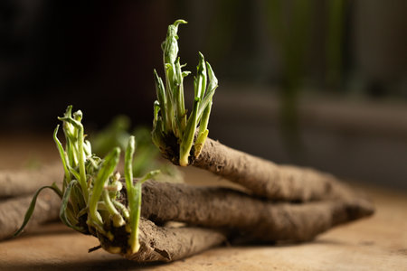 Sprouted shoots of scorzonera roots in a bunch on a wooden table.の写真素材