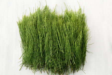 Medicinal wild horsetail herb on a white backgroundの写真素材