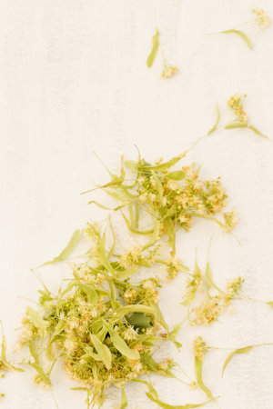 Preparation of linden blossom for medicinal tea, Linden flower on a white backgroundの写真素材