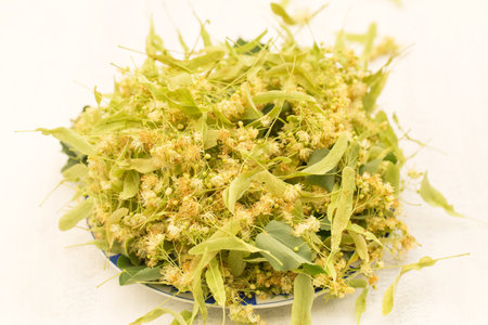 Preparation of linden blossom for medicinal tea, Linden flower on a white backgroundの写真素材