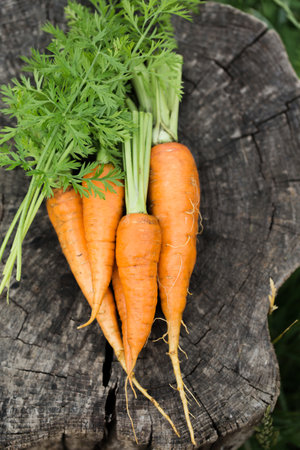 Young juicy carrot with green leaves on a stumpの写真素材
