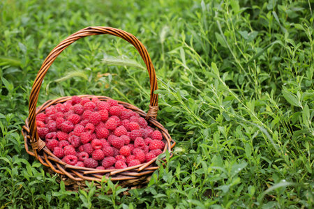 A wicker basket full of ripe raspberries on the tableの写真素材