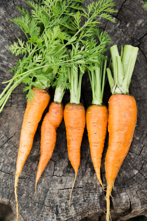 Young juicy carrot with green leaves on a stumpの写真素材