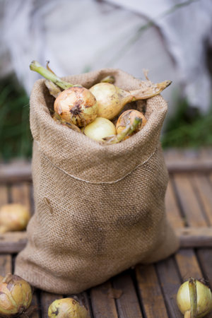 Harvest organic onions in a small burlap bagの写真素材