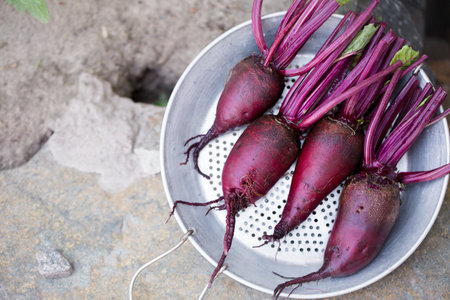 Fresh organic beets, with tops in the sieveの写真素材