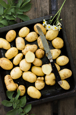 Fresh new potatoes in the summer gardenの写真素材