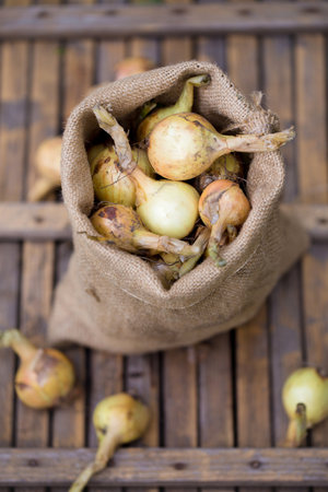 Harvest organic onions in a small burlap bagの写真素材