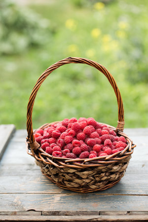 A wicker basket full of ripe raspberries on the tableの写真素材