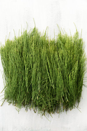 Medicinal wild horsetail herb on a white backgroundの写真素材