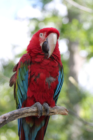 Red Parrot