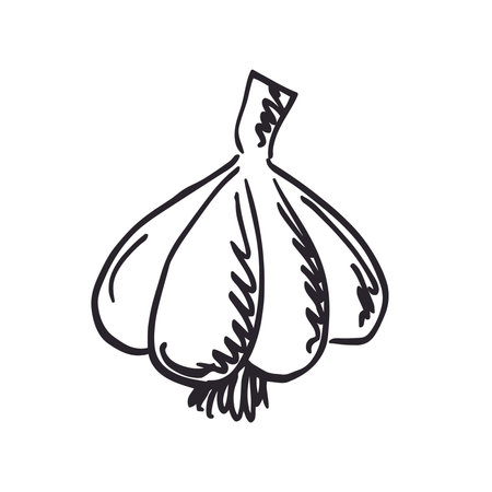 Garlic hand drawn vector illustration. Isolated on white background.のイラスト素材