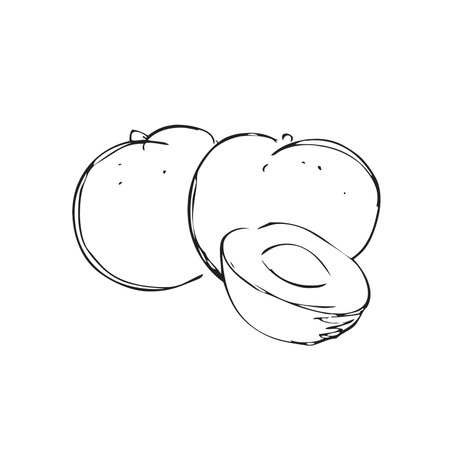 peach fruit hand drawn sketch vector illustration isolated on white background.のイラスト素材