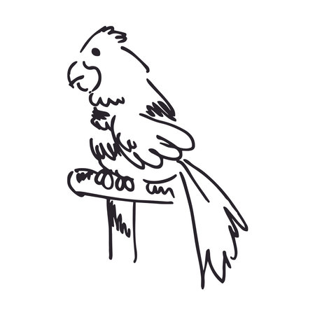 Parrot doodle icon. Hand drawn parrot vector illustration.のイラスト素材
