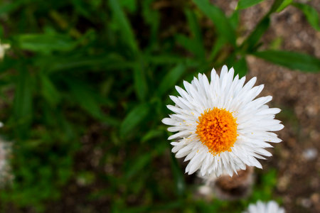 A beautiful white daisy with yellow pollen in the summer seasonの写真素材