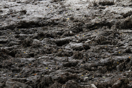 Rich nutrient construction black soil after rainny day