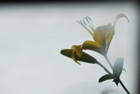 lily in the fogの写真素材