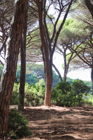 typical maritime pine forest in Tuscany - nature reserveの写真素材