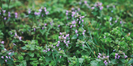 Lamium purpureum, purple dead-nettle.