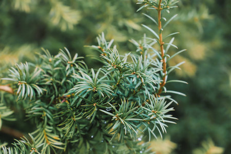Pine tree branch with green needles. Close up. Nature background. yew plant