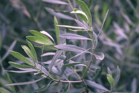 Olive tree branch with leaves close up. Natural background. Toned.の写真素材