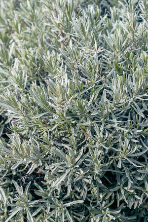 Close up of lavender bush in the garden. Nature background.の写真素材
