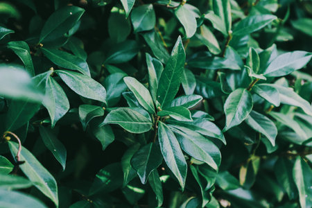 Green leaves background. Natural green leaves background. Green leaves background.