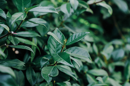 Green leaves background. Nature background. Green leaves background. Green leaves background.の写真素材