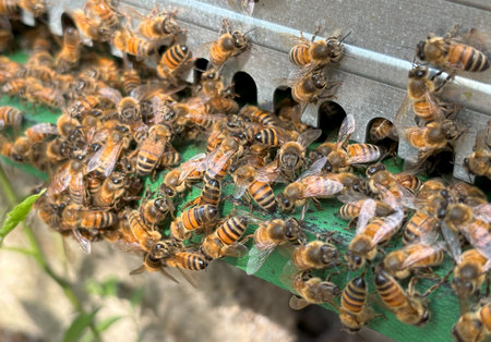 Bees on honeycomb in apiary - selective focus, copy space