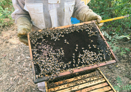 Beekeeper holding a frame with honeycomb full of bees in the apiary