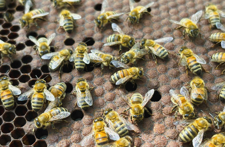 Close up view of the working bees on honeycomb. Honey is a beekeeping healthy product.