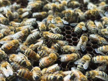 close up of bees on honeycomb in apiary - selective focus, copy space