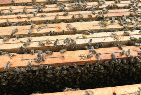 Bees on honeycomb in apiary, closeup of photo