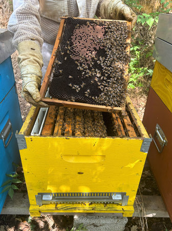 Beekeeper is working with bees and honeycombs. Beekeeping concept.