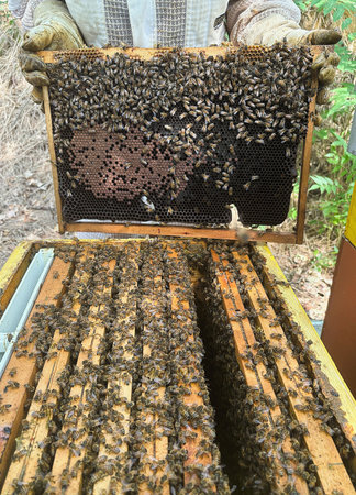 Beekeeper is working with bees on honeycomb in apiary.