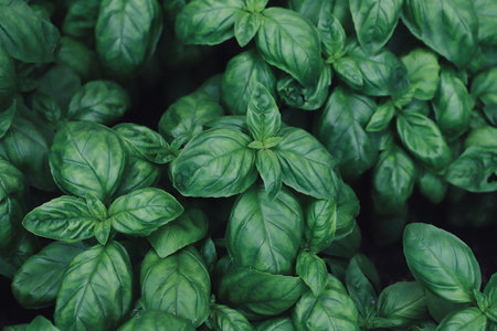 Fresh basil leaves in the garden. Natural background. Close up.の写真素材