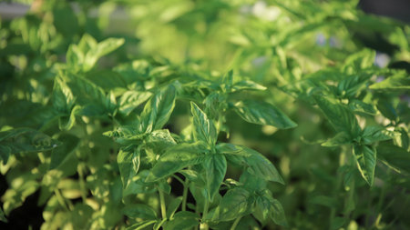 Close up of fresh green basil plant growing in vegetable garden at homeの写真素材