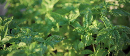 Close-up of fresh basil growing in a greenhouse. Selective focus.の写真素材