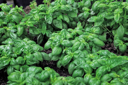 Basil plant growing in the garden. Selective focus with shallow depth of field.の写真素材