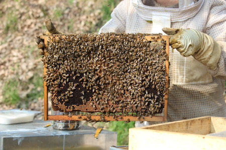Close-up of bees - A beekeeper is removing the honeycomb frame from the hive to inspect the...
