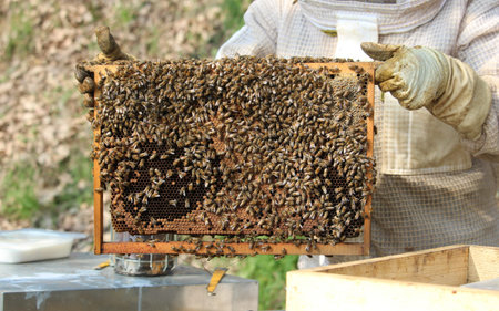 Close-up of bees - A beekeeper is removing the honeycomb frame from the hive to inspect the...